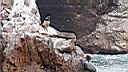 Iles ballestas